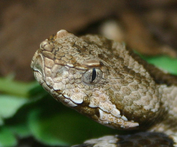  Vipera ammodytes montandoni ID = 