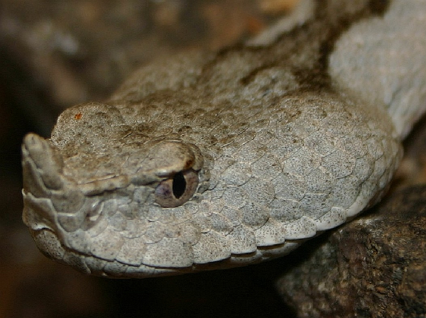  Vipera ammodytes ruffoi ID = 