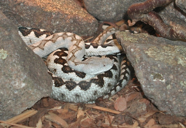  Vipera ammodytes ruffoi ID = 