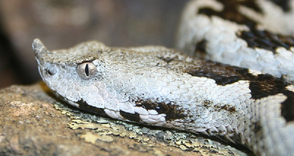  Vipera ammodytes ruffoi ID = 