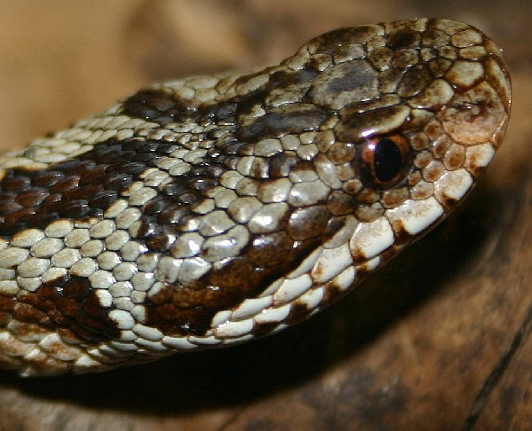  Vipera berus berus ID = 