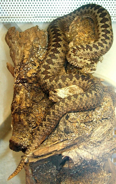  Vipera berus berus ID = 