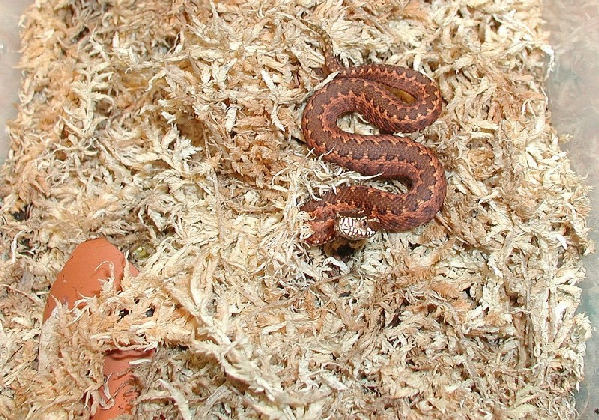  Vipera kaznakovi ID = 