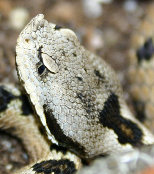  Vipera latastei gaditana ID = 