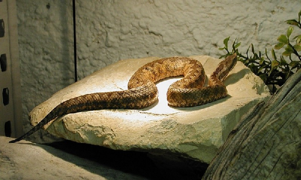  Vipera latastei latastei ID = 