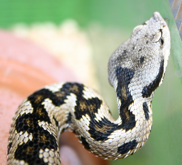  Vipera latastei gaditana ID = 