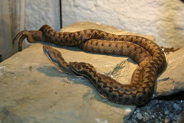  Vipera latastei latastei ID = 