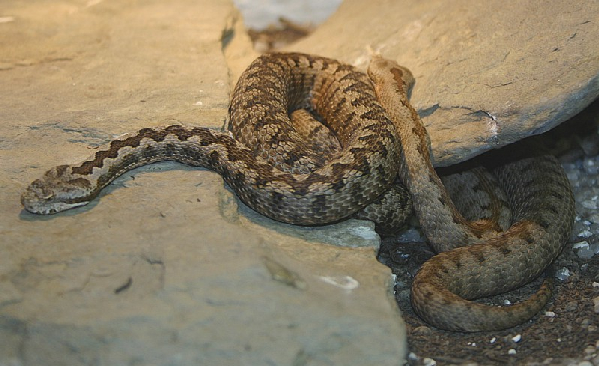  Vipera latastei latastei ID = 