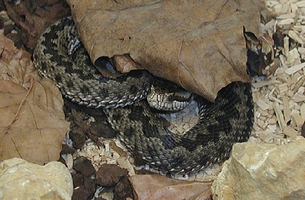  Vipera lotievi ID = 