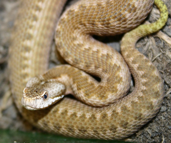  Vipera orlovi ID = 