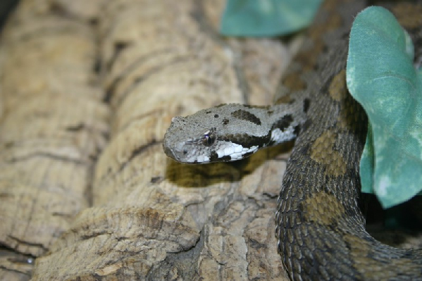  Vipera raddei raddei ID = 