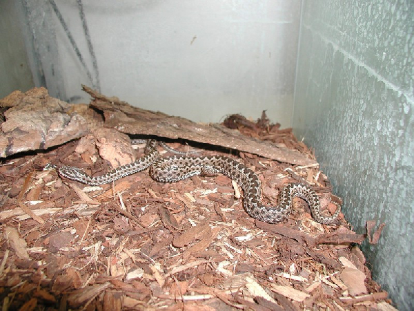  Vipera renardi ID = 