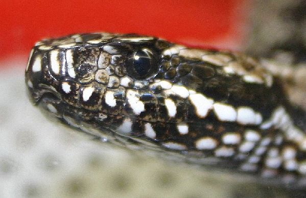  Vipera renardi ID = 