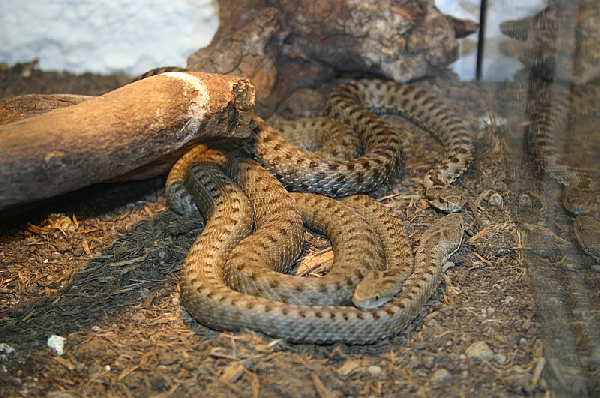  Vipera seoanei cantabrica ID = 