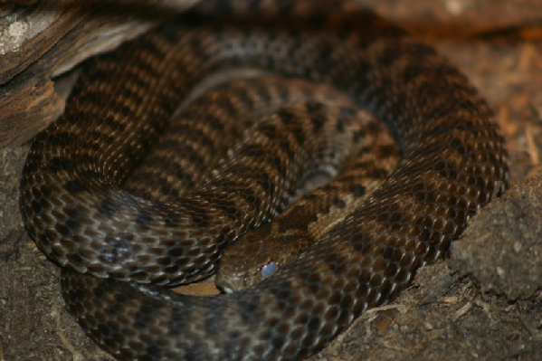  Vipera seoanei cantabrica ID = 