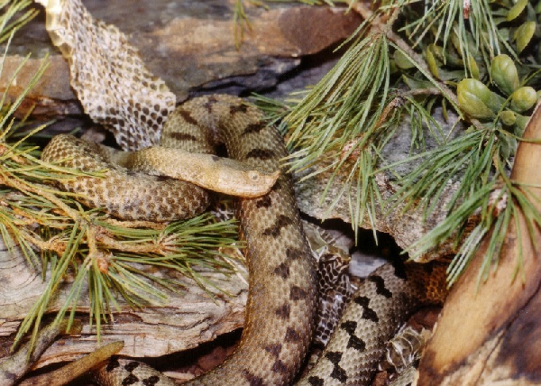  Vipera transcaucasiana ID = 