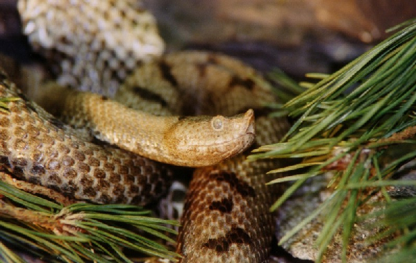  Vipera transcaucasiana ID = 