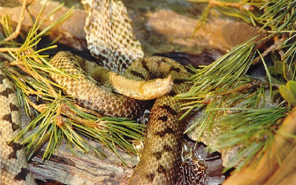  Vipera transcaucasiana ID = 