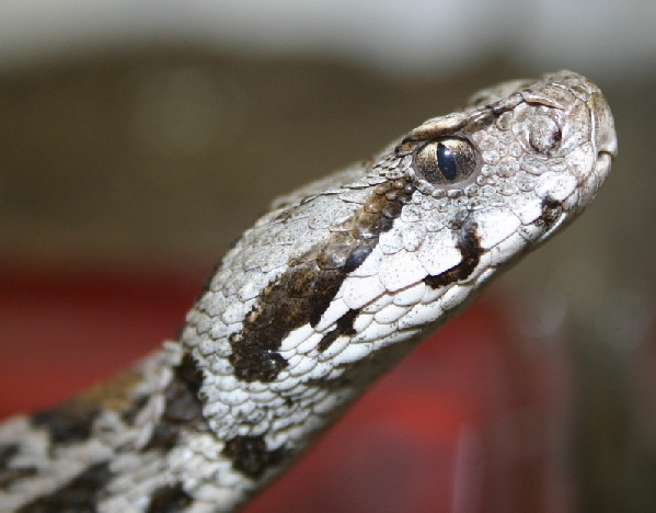  Vipera wagneri ID = 