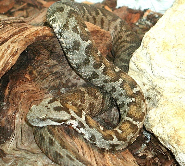  Vipera wagneri ID = 