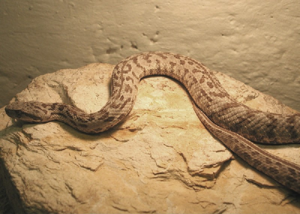  Vipera wagneri ID = 