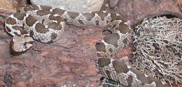  Vipera xanthina ID = 