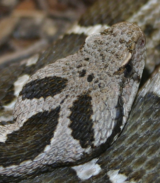  Vipera xanthina ID = 