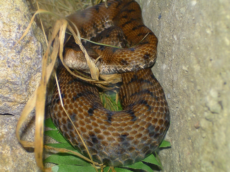  Vipera aspis aspis ID = 