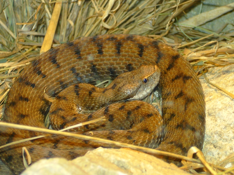  Vipera aspis aspis ID = 