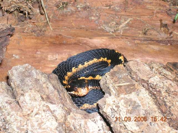  Vipera Kaznakovi ID = 