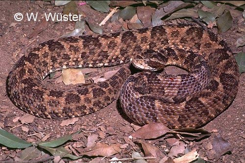  Bothrops erythromelas ID = 