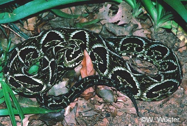  Bothrops fonsecai ID = 