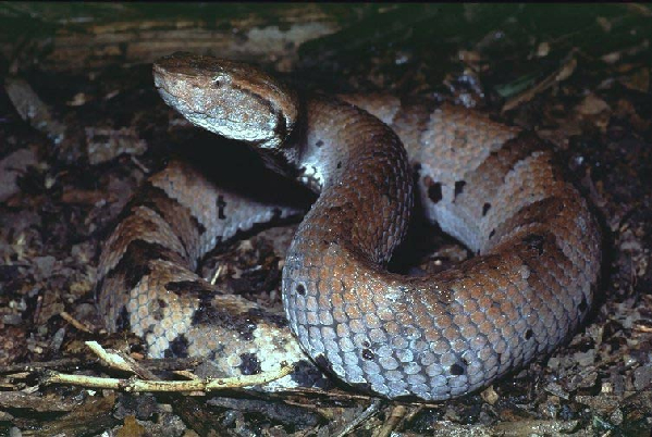  Bothrops hyoprorus ID = 