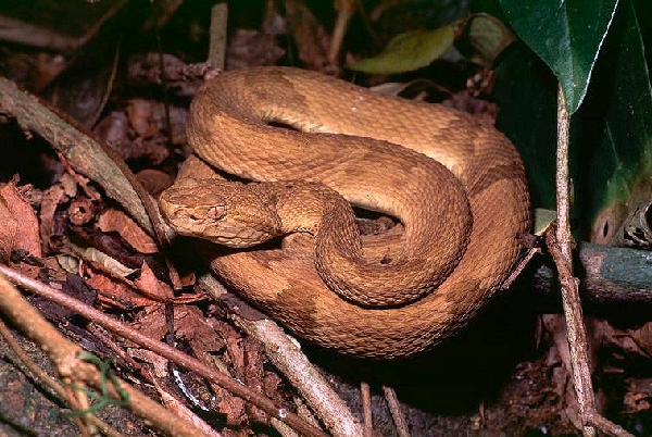  Bothrops insularis ID = 