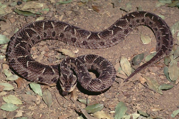  Bothrops neuwiedi diporus ID = 