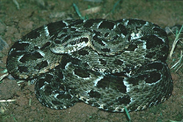  Bothrops neuwiedi urutu ID = 