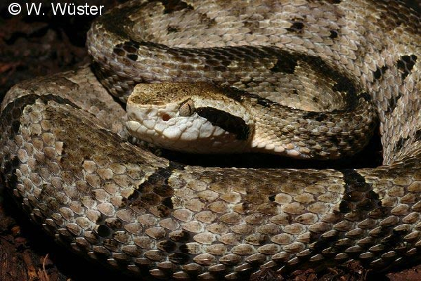  Bothrops venezuelensis ID = 