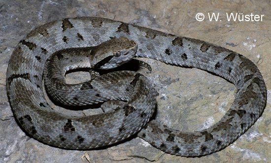  Bothrops venezuelensis ID = 