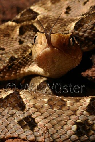  Bothrops asper ID = 