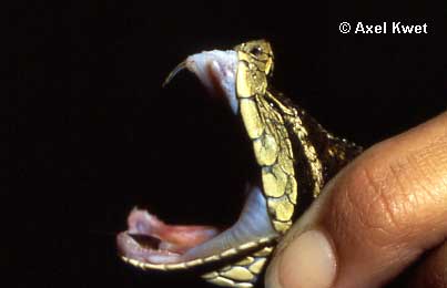  Bothrops jararaca ID = 