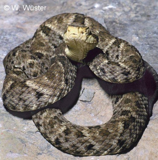  Bothrops asper ID = 