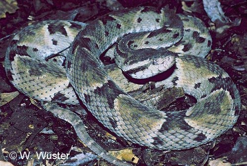  Bothrops atrox ID = 