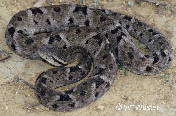  Bothrops atrox ID = 