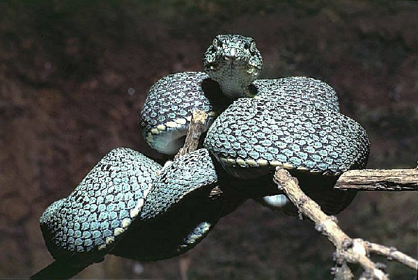  Bothrops bilineatus ID = 