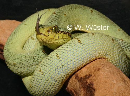  Bothrops bilineatus ID = 