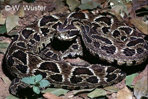  Bothrops cotiara ID = 