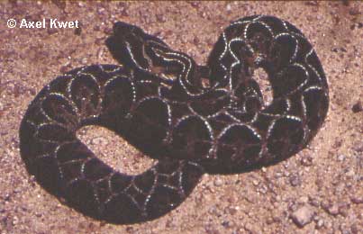  Bothrops alternatus ID = 