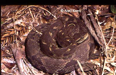  Bothrops jararaca ID = 