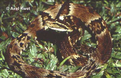  Bothrops jararaca ID = 