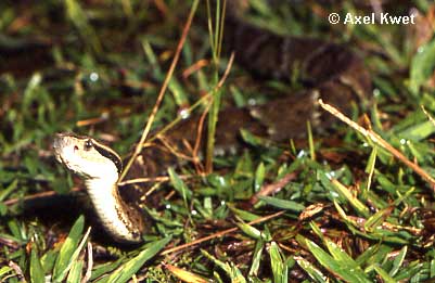  Bothrops jararaca ID = 